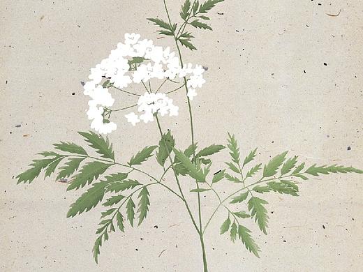 中草药插画