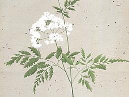 中草药