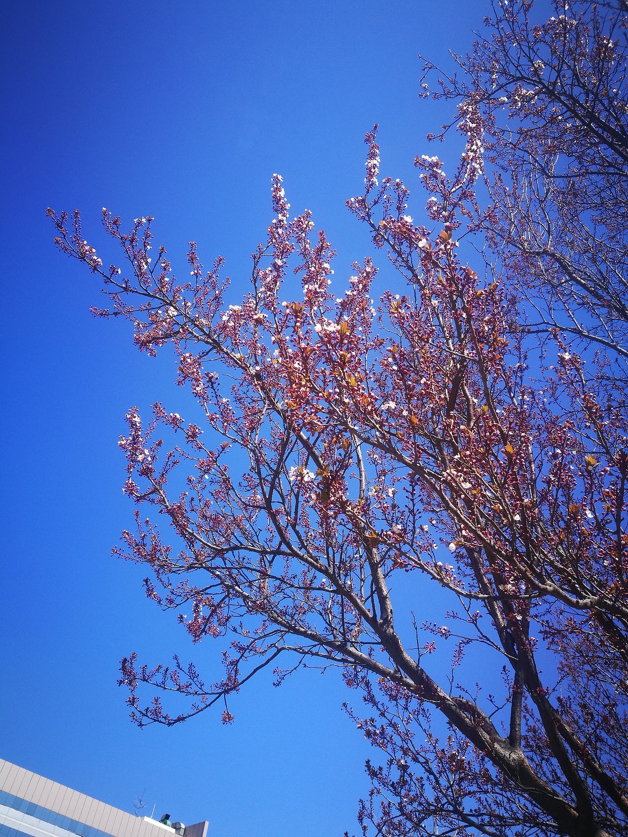 春暖花开2（图ZMTUxMDAyNzYw） - 风光摄影 - 站酷设计师CearyQi原创素材 - 站酷ZCOOL