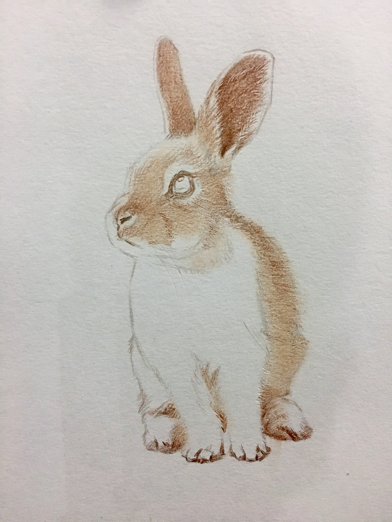 兔（图ZNjgwOTcxMjQ=） - 绘画 - 站酷设计师art_小冬原创素材 - 站酷ZCOOL