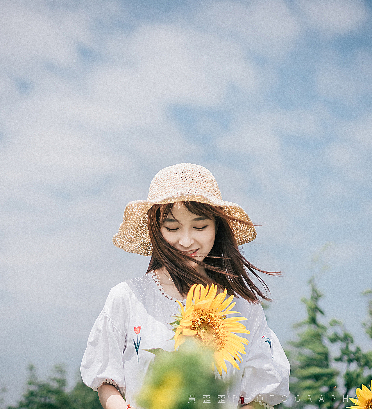 盛夏の向日葵