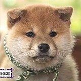 Blank_Xu的头像