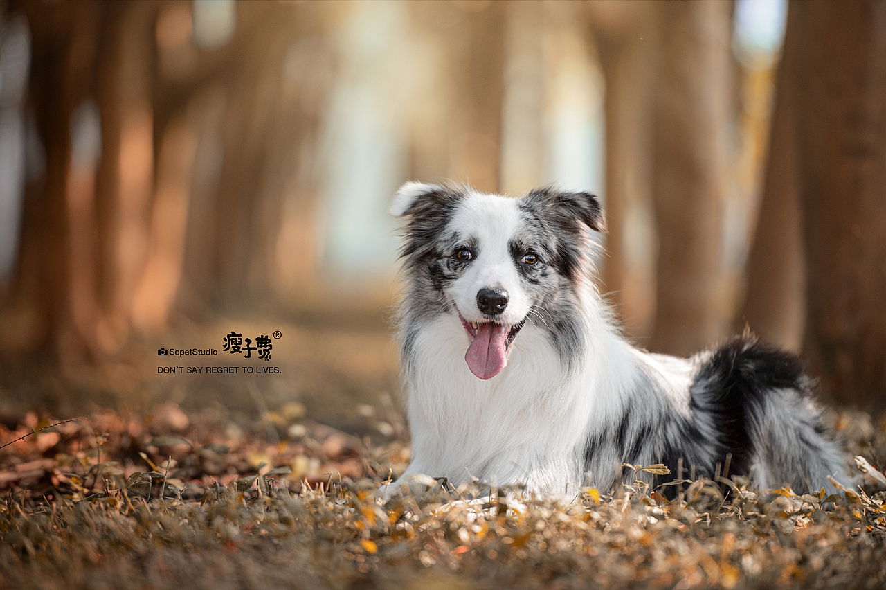 瘦子费宠物摄影 | 『好朋友们』