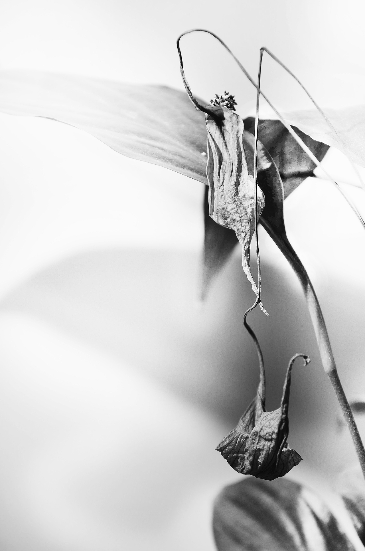 生长（图ZMjgzNDQzMzI=） - 产品摄影 - 站酷设计师壹拾贰12原创素材 - 站酷ZCOOL