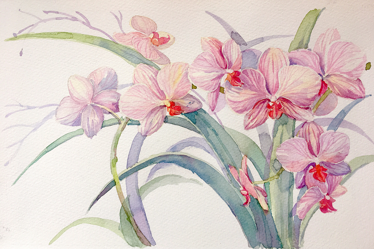 水彩花卉鸢尾兰花