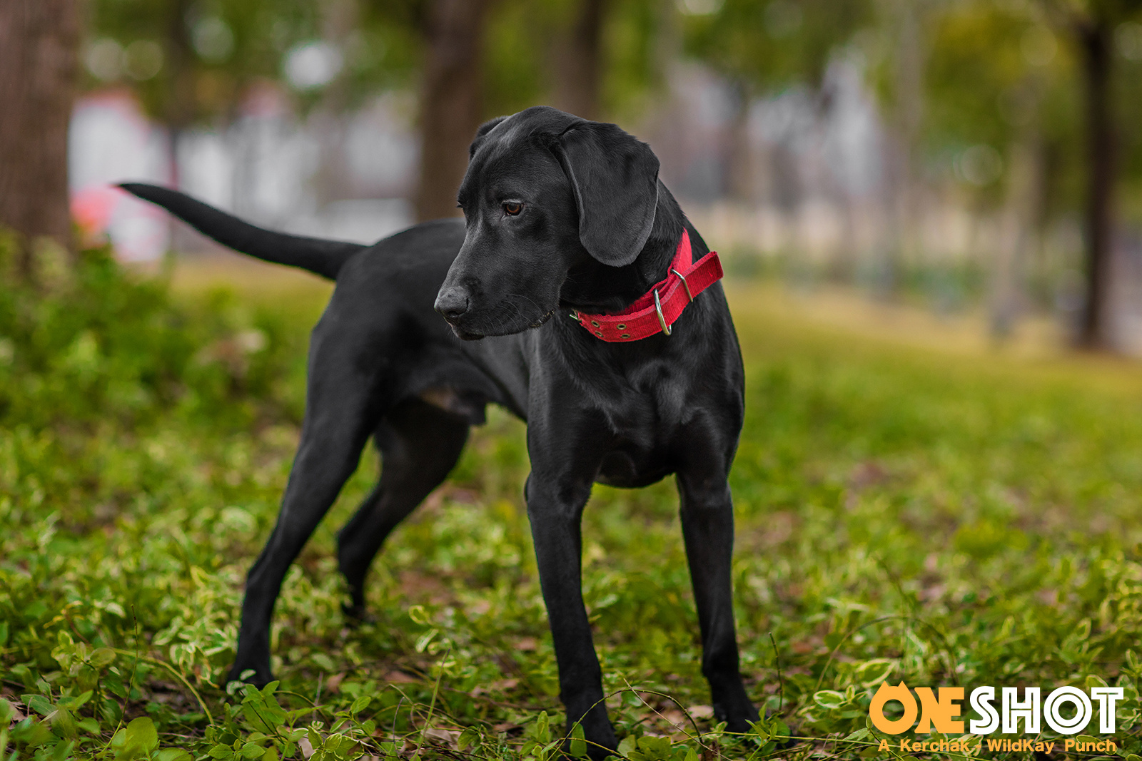 狗年魔都团 ii - 红圈狗头