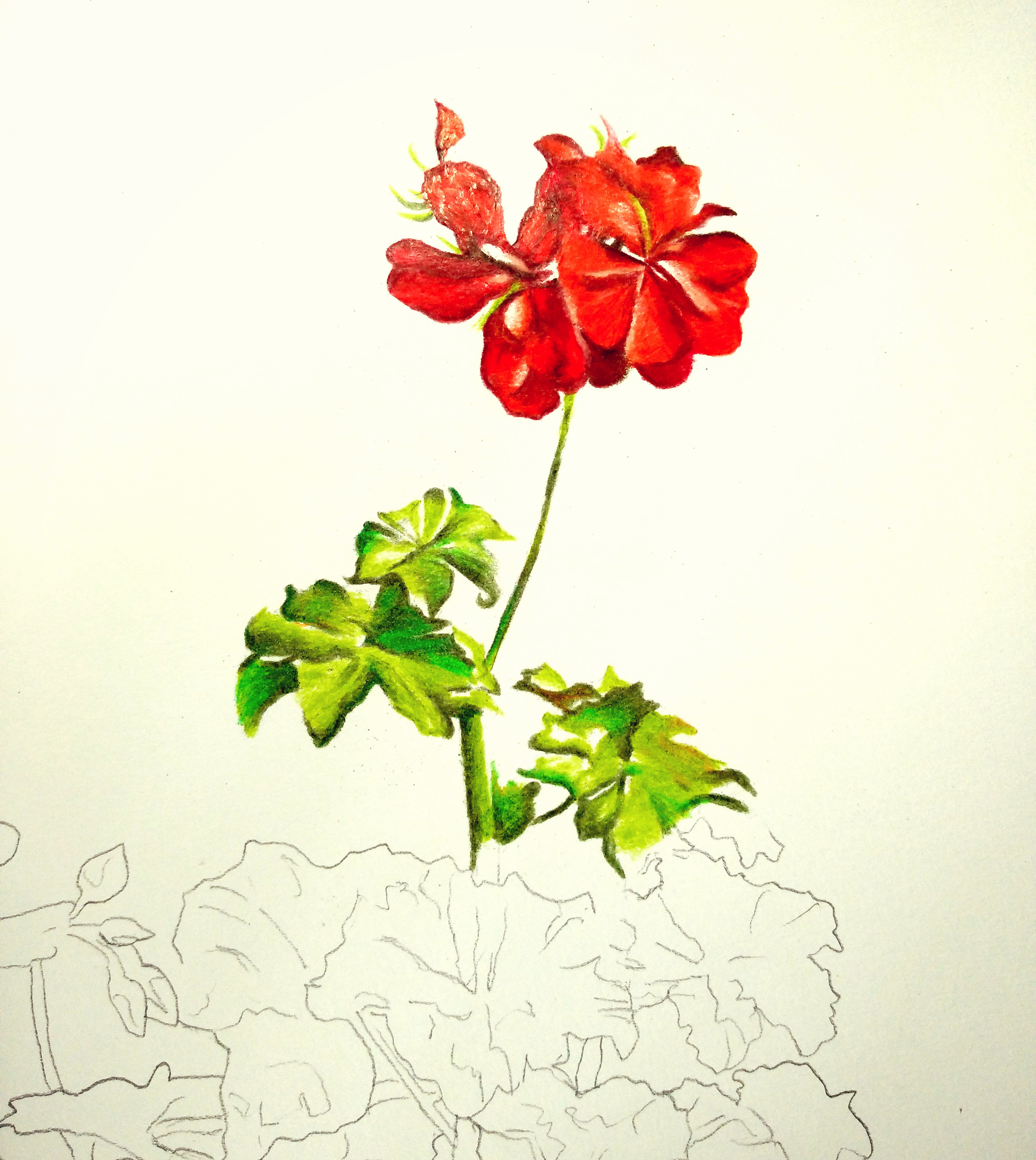 彩铅写实装饰画盆栽花