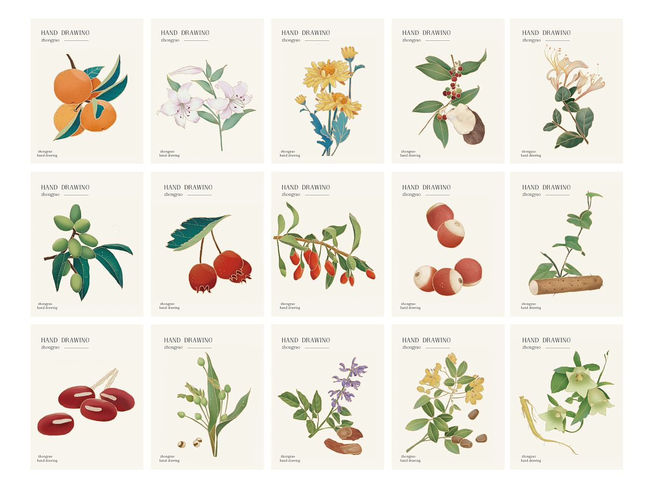 佛慈药业-中药包装手绘