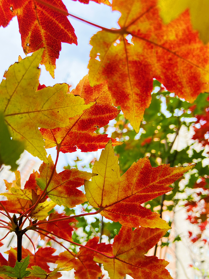 染秋#刘勇良手机纪实摄影