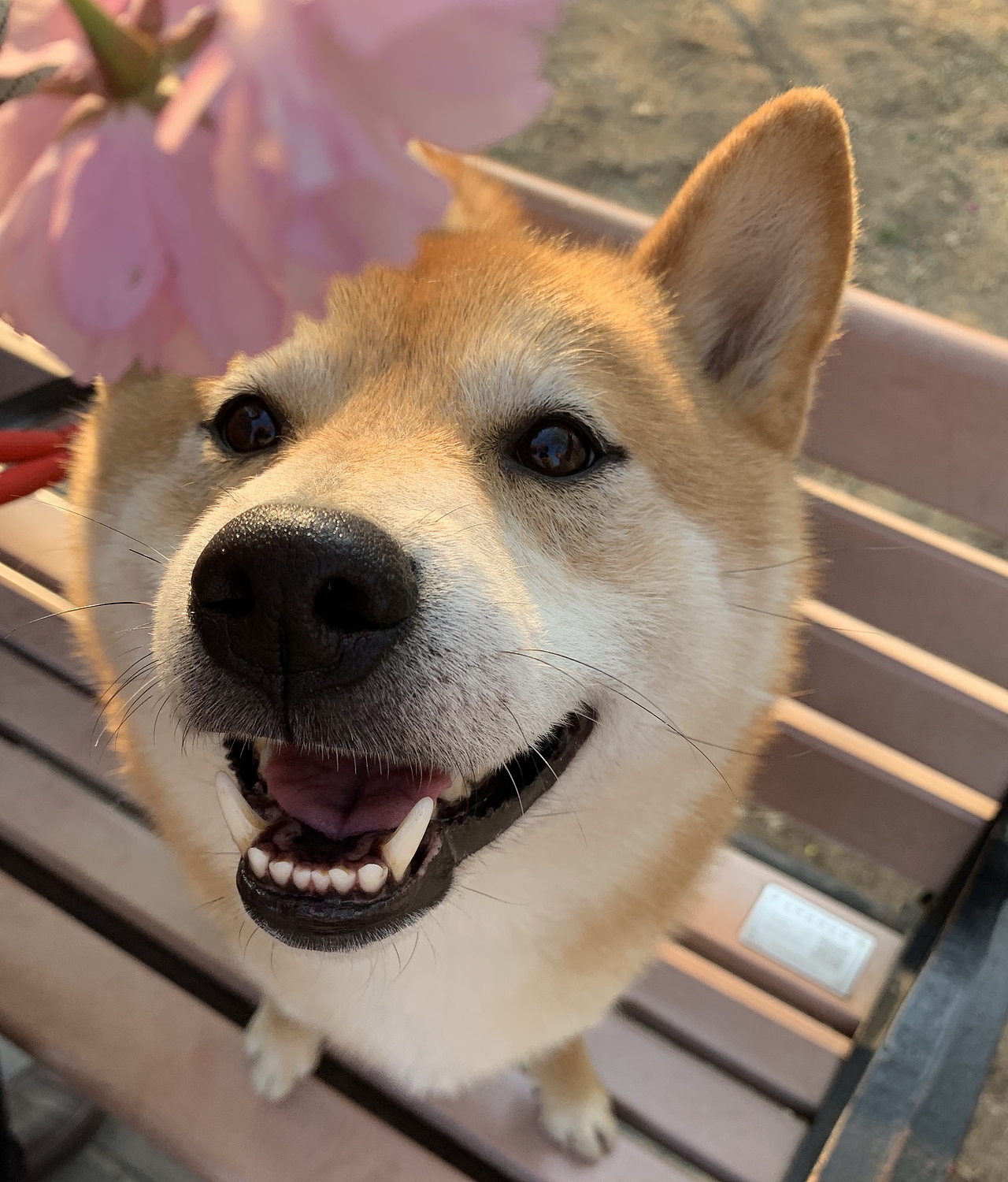 一只叫球球的柴犬