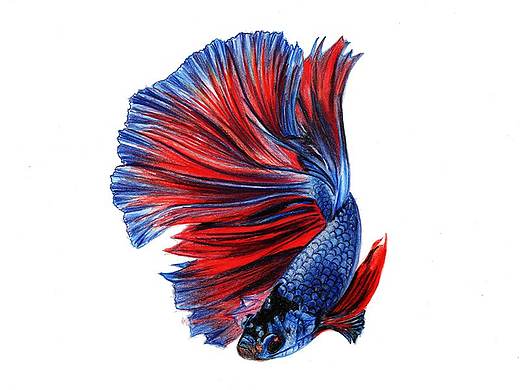 【驴大萌彩铅教程176】手绘斗鱼