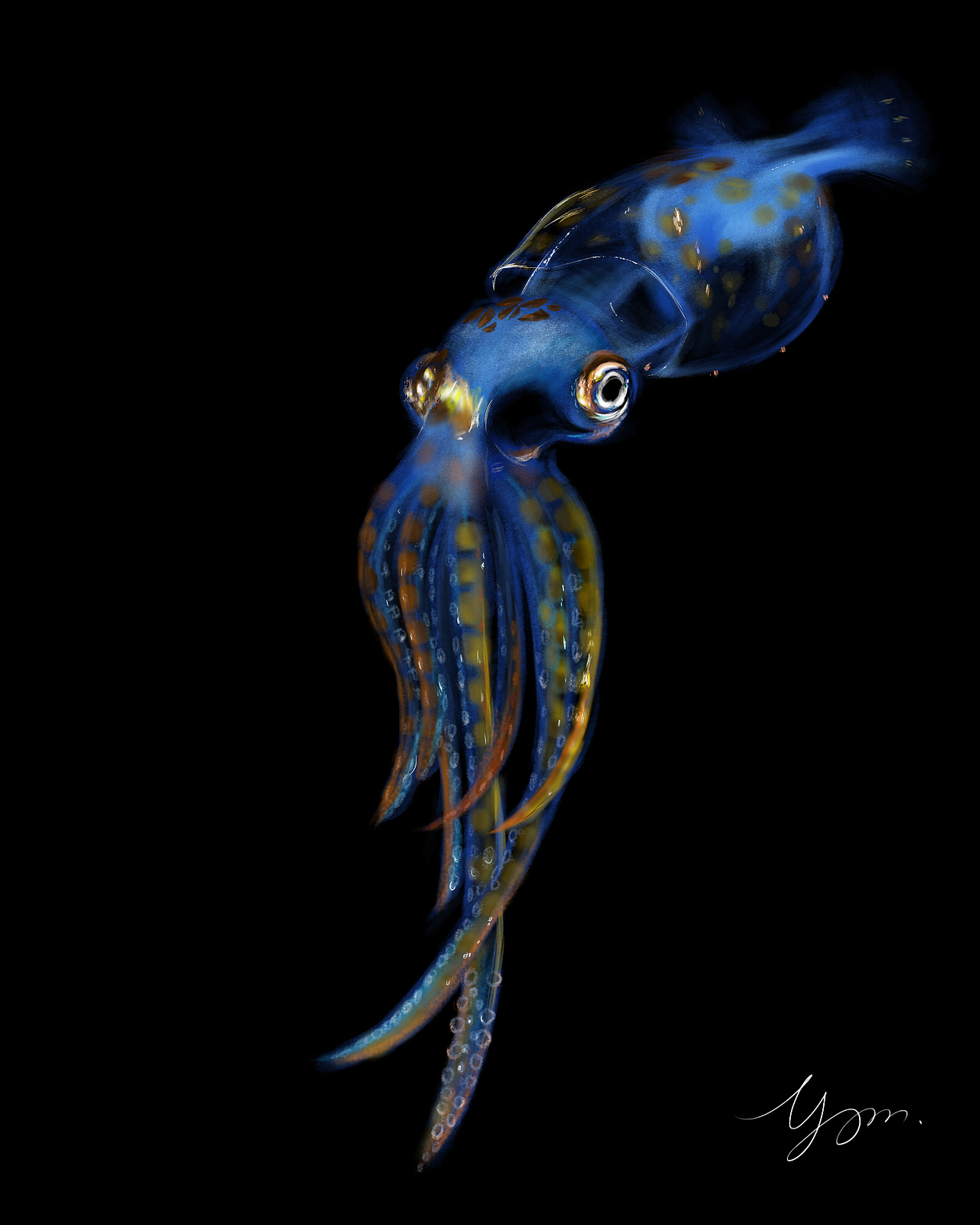 鱿鱼（图ZMjE0ODg3MjYw） - 创作习作 - 站酷设计师余小妍原创素材 - 站酷ZCOOL