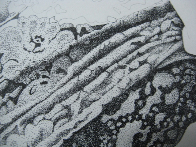 楚歌钢笔画-魅影(点画)55*40cm(图ZMTg5NTY2NDg=) - 绘画 - 站酷设计师楚歌76原创素材 - 站酷ZCOOL