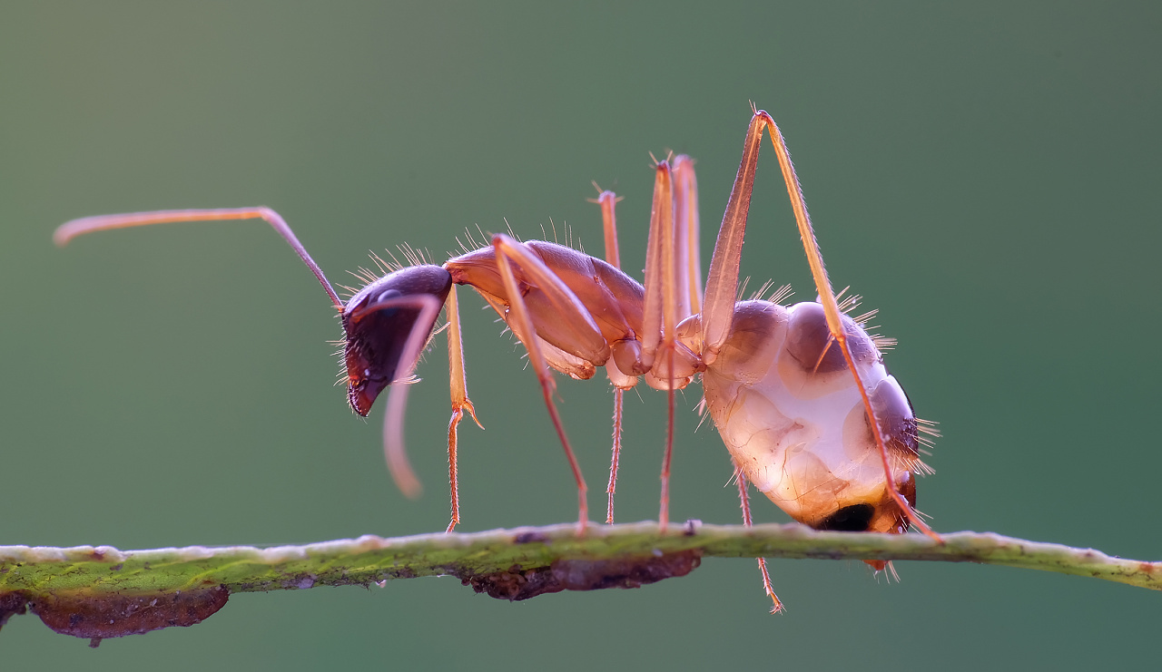 瓜哥微距/大自然的魁宝/蚂蚁篇