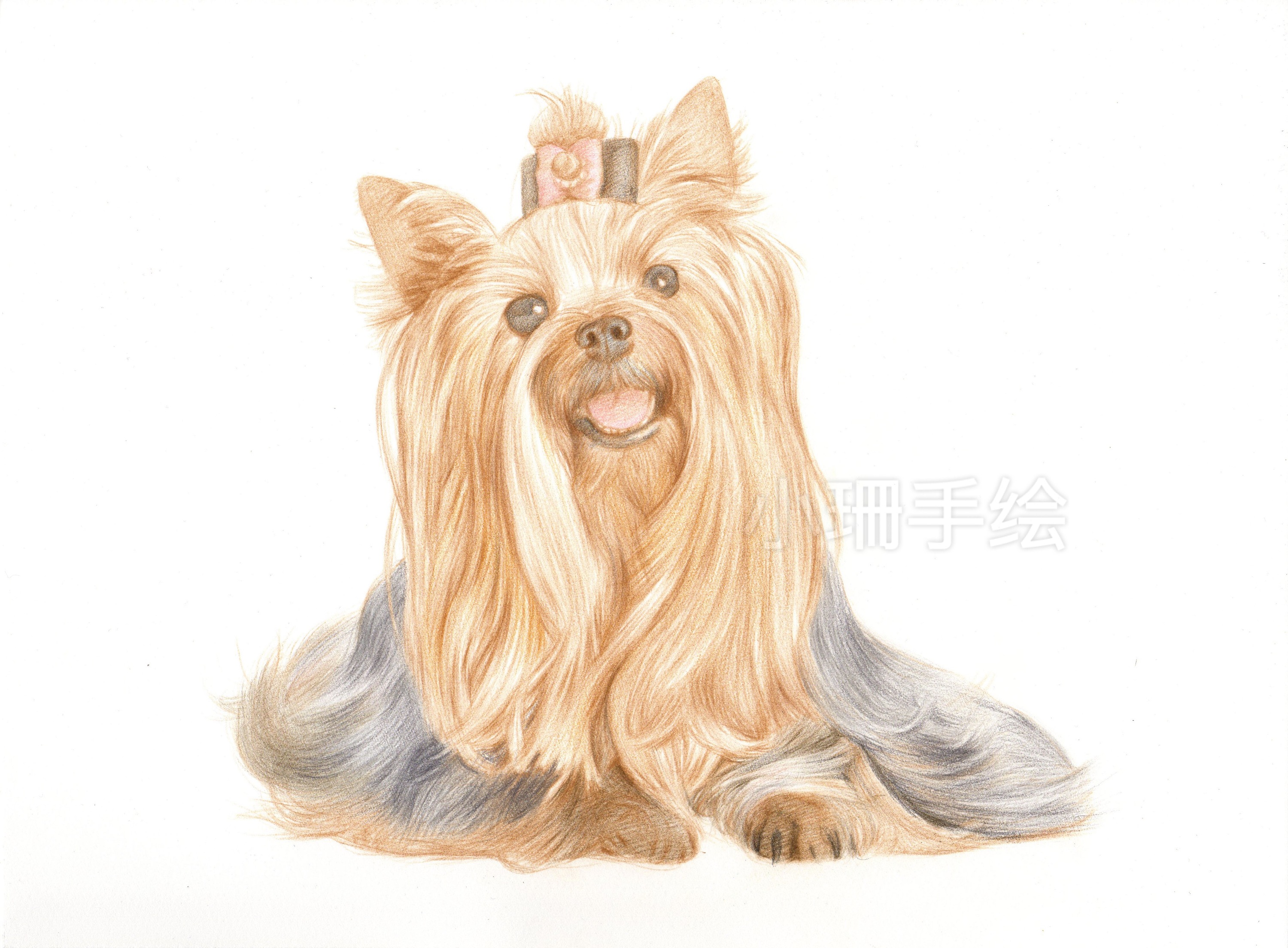 彩铅作品-约克夏犬