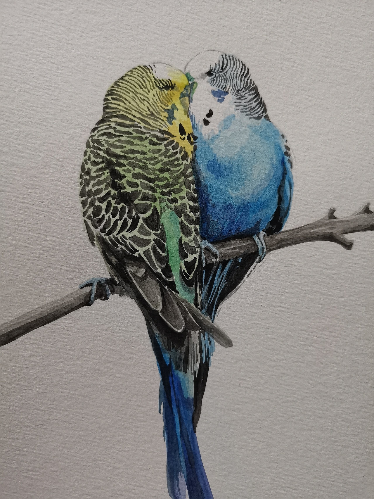 2021水彩萌宠肖像画系列 の 《虎皮鹦鹉组图②》_阿拆2023-站酷zcool