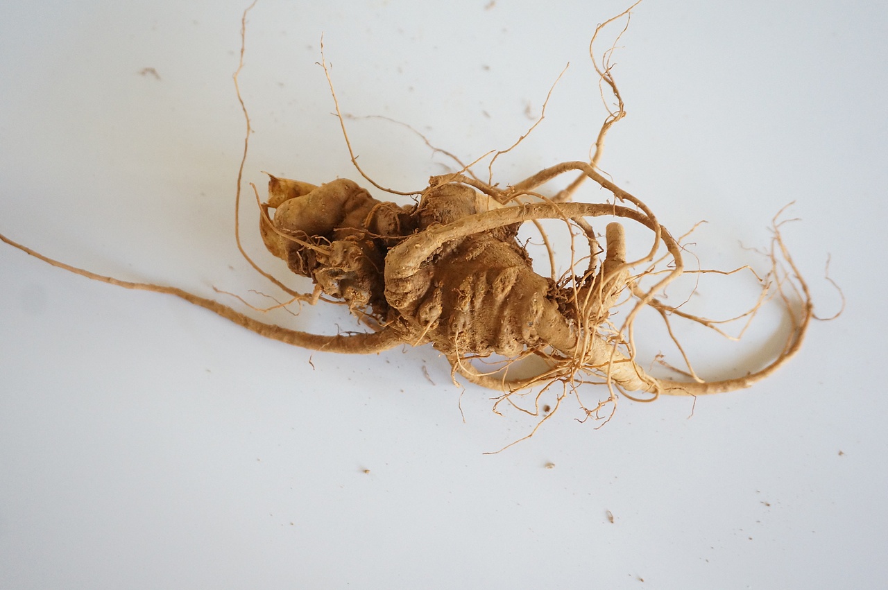 云南满泽三七中的新鲜三七,地里挖出来原样子|摄影|产品摄影|云南美食