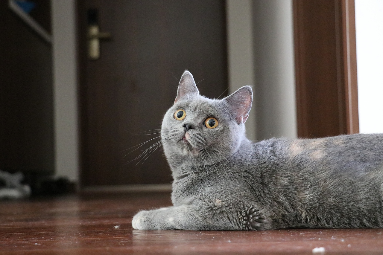 沐米猫舍 种猫MM-英短蓝乳色-阿萝-英国短毛猫