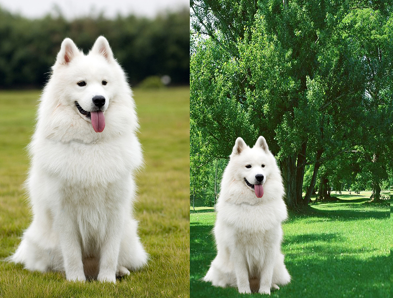 ps抠图:毛发抠图|平面|其他平面|聚心恒教育_原创作品-站酷zcool