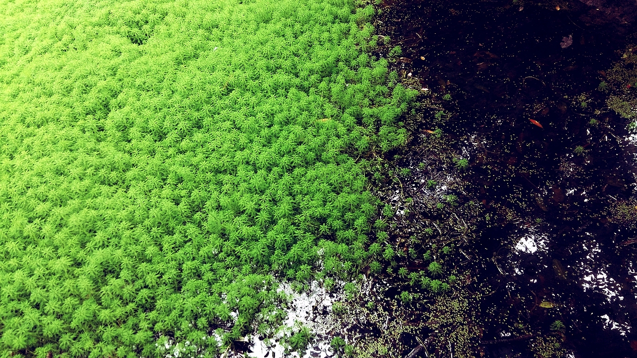 谁家庭院（图ZMTM3NzYwMjMy） - 风光摄影 - 站酷设计师小佬儿原创素材 - 站酷ZCOOL