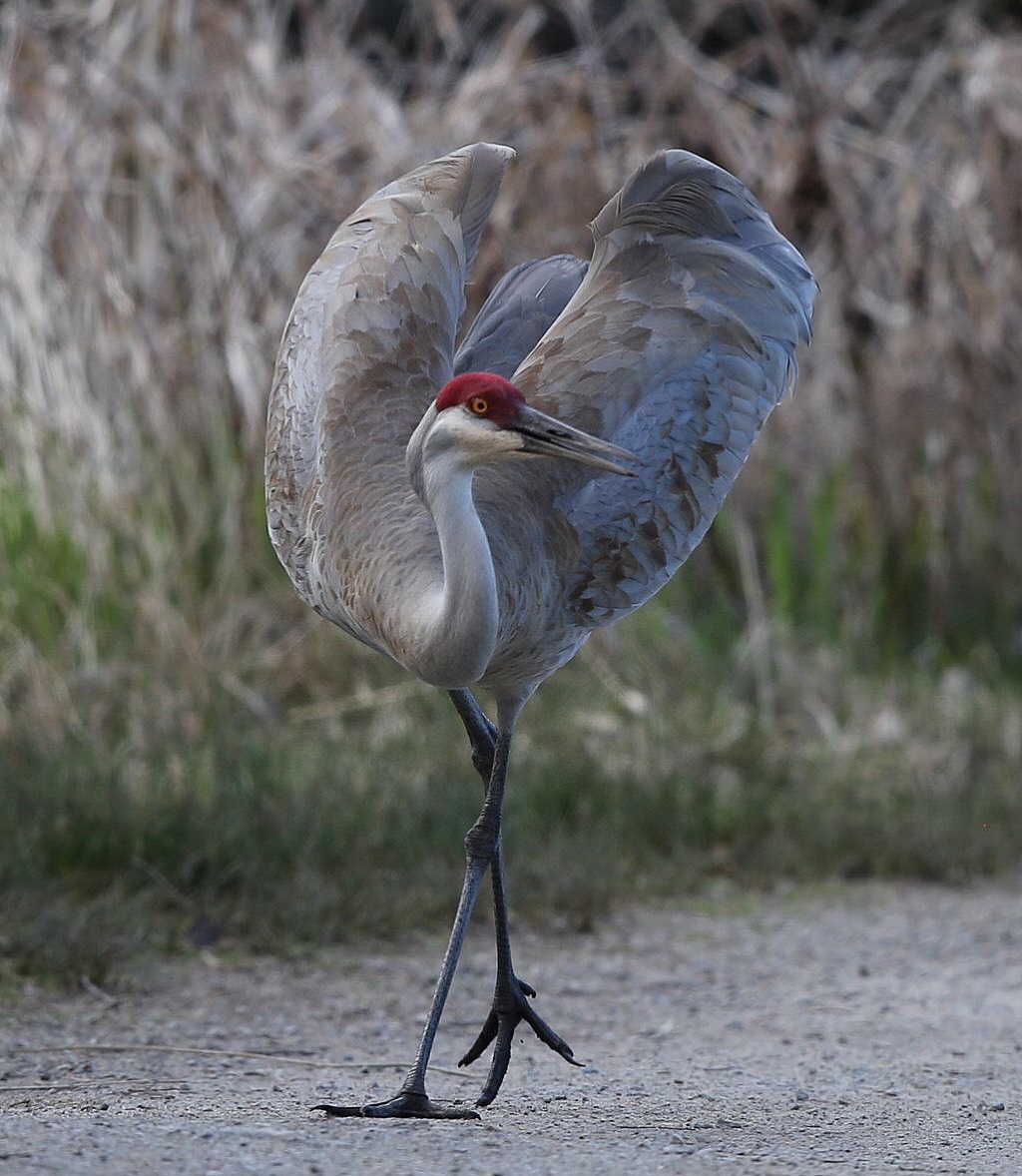 鹤氅如烟羽扇风赋情芳草绿阴中