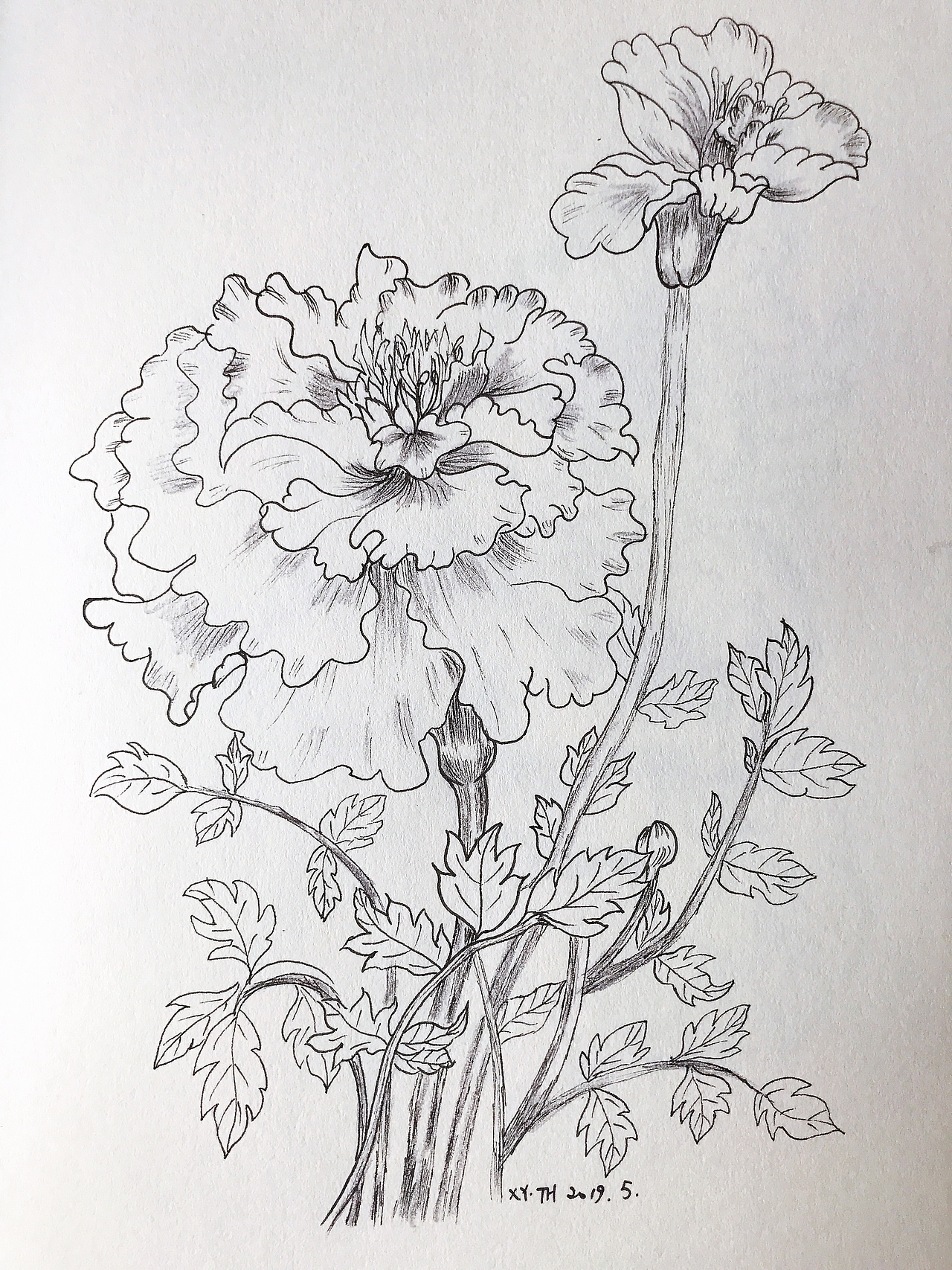 彩铅，针管笔作品【五】（图ZMTY1Nzk4MTMy） - 创作习作 - 站酷设计师英子手绘插画控原创素材 - 站酷ZCOOL