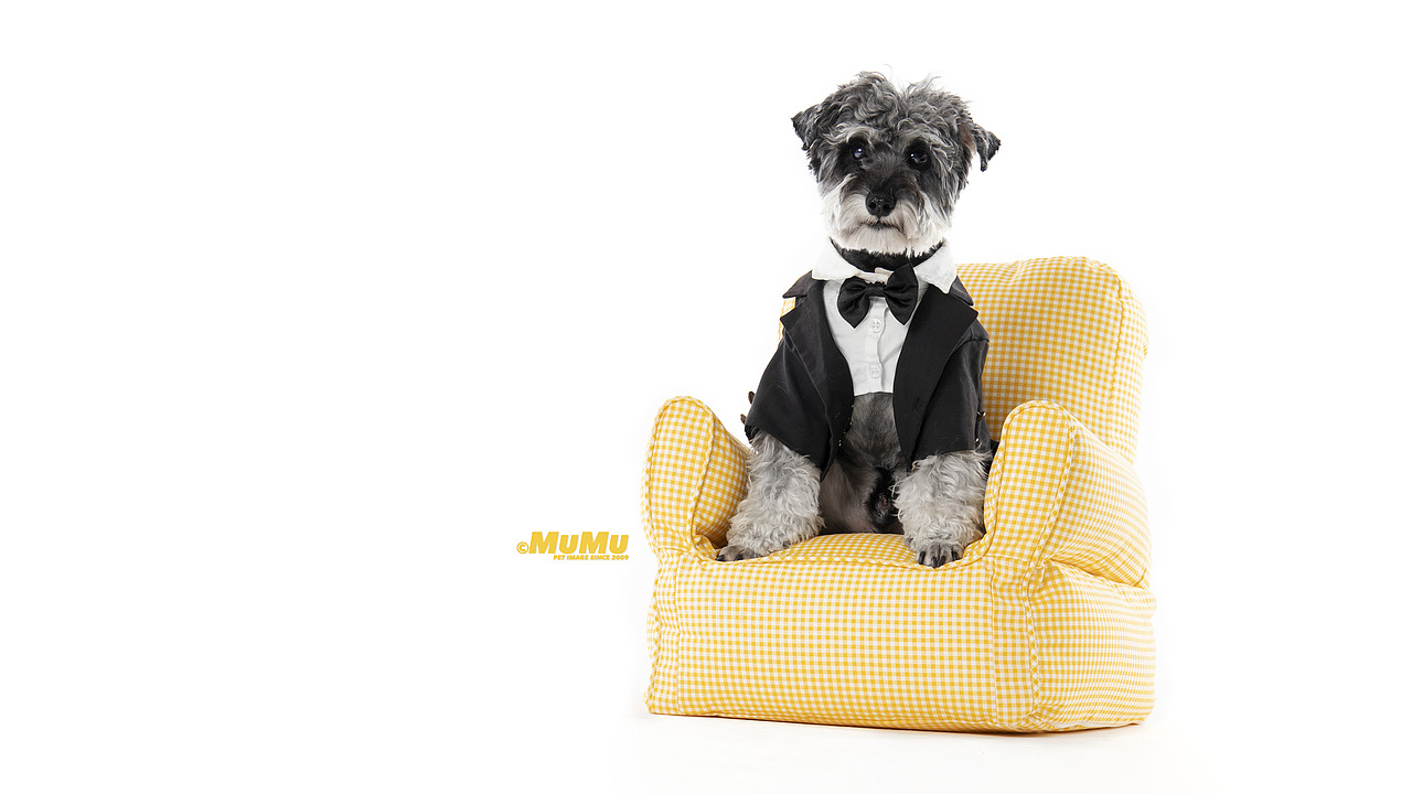 穆牧摄影-宠物摄影(2020总结1)