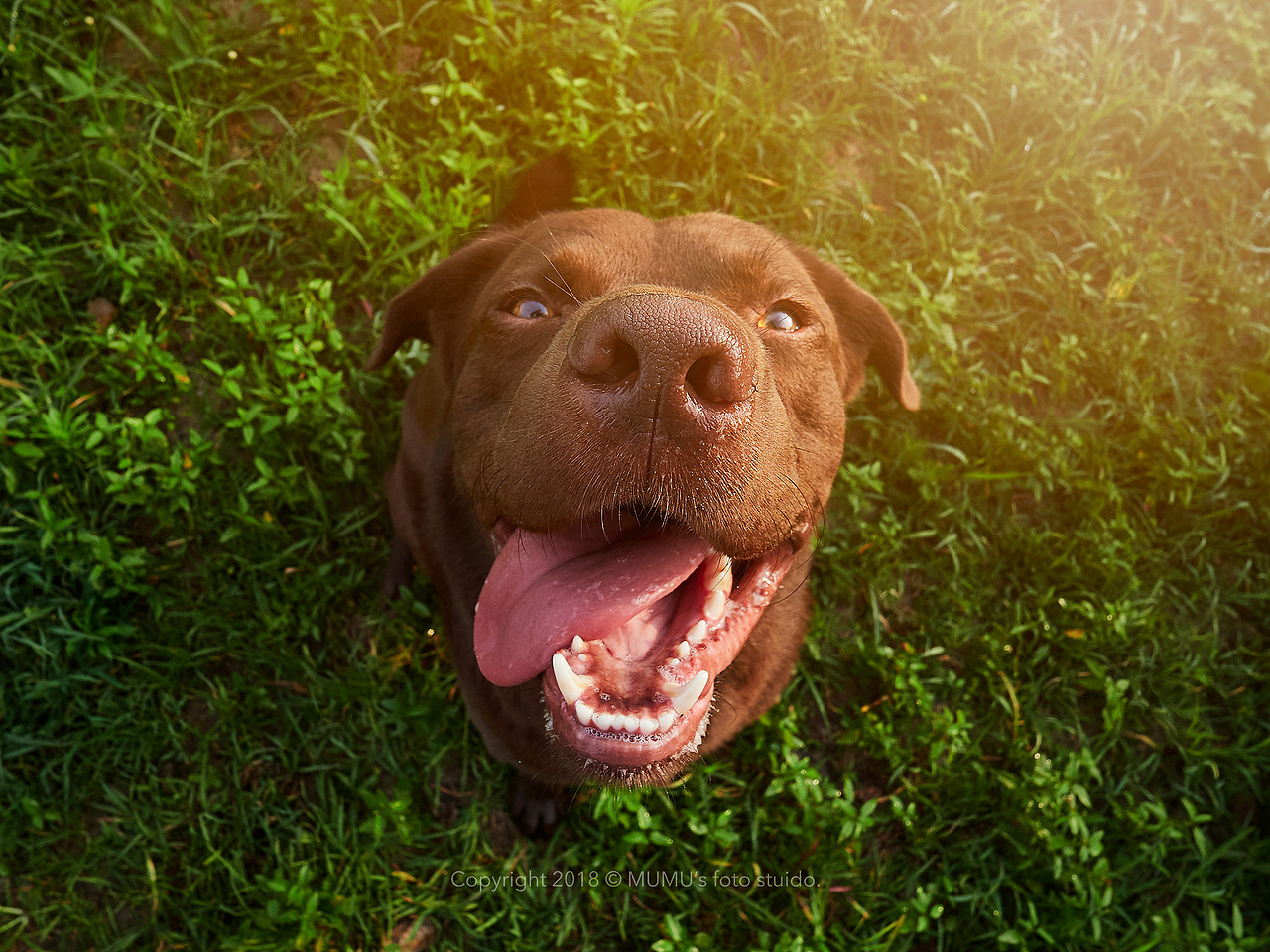 Labrador