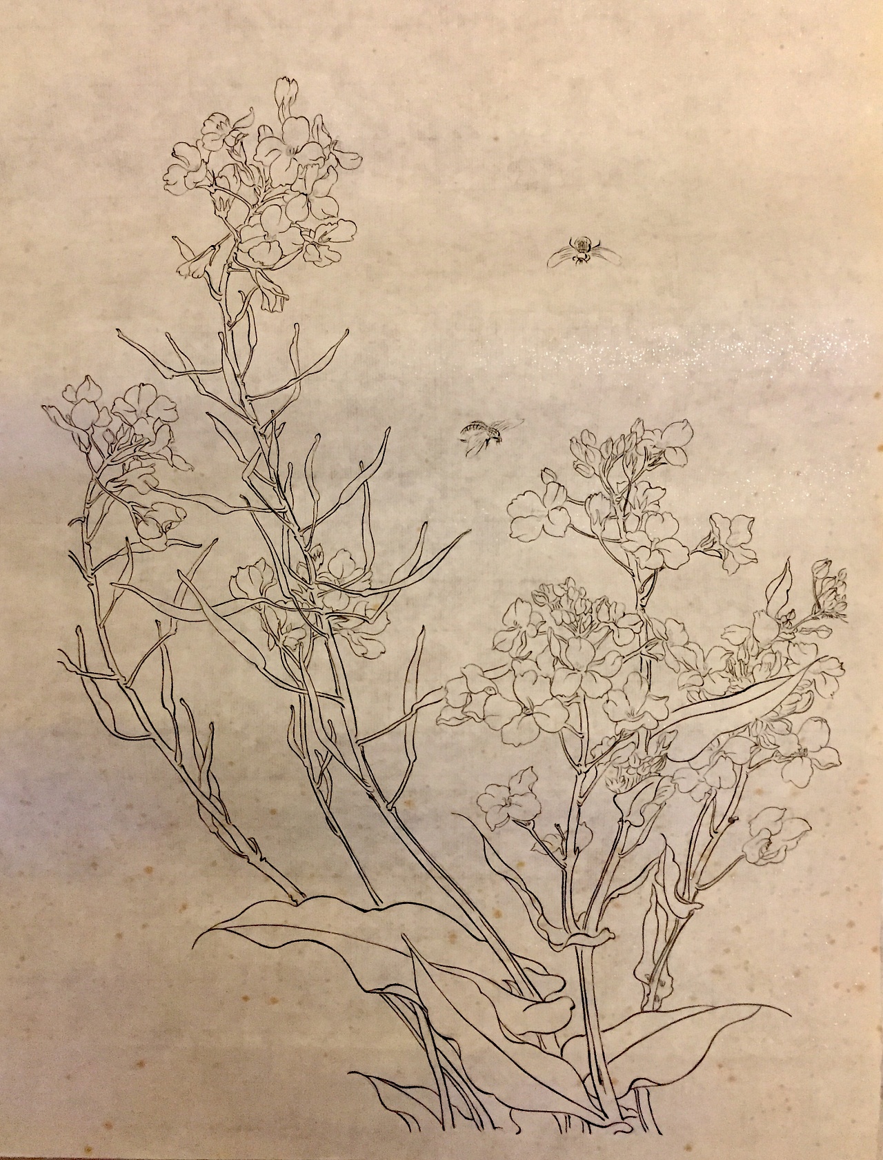 国画白描|纯艺术|绘画|nzlarry - 原创作品 - 站酷 (zcool)