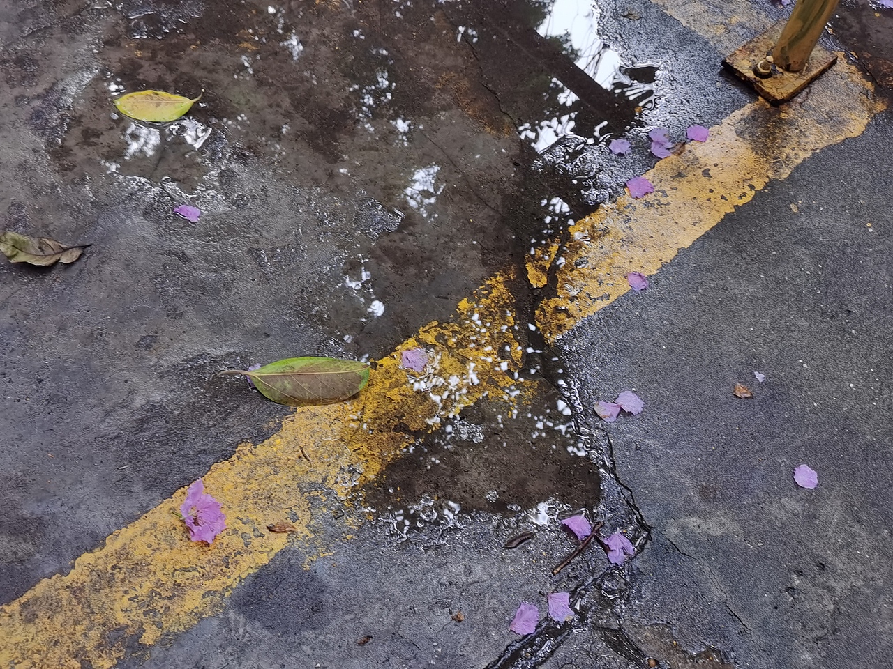 温柔至极，这是什么花？（图ZMzA0NzY4Mjg0） - 风光摄影 - 站酷设计师客家人果果原创素材 - 站酷ZCOOL