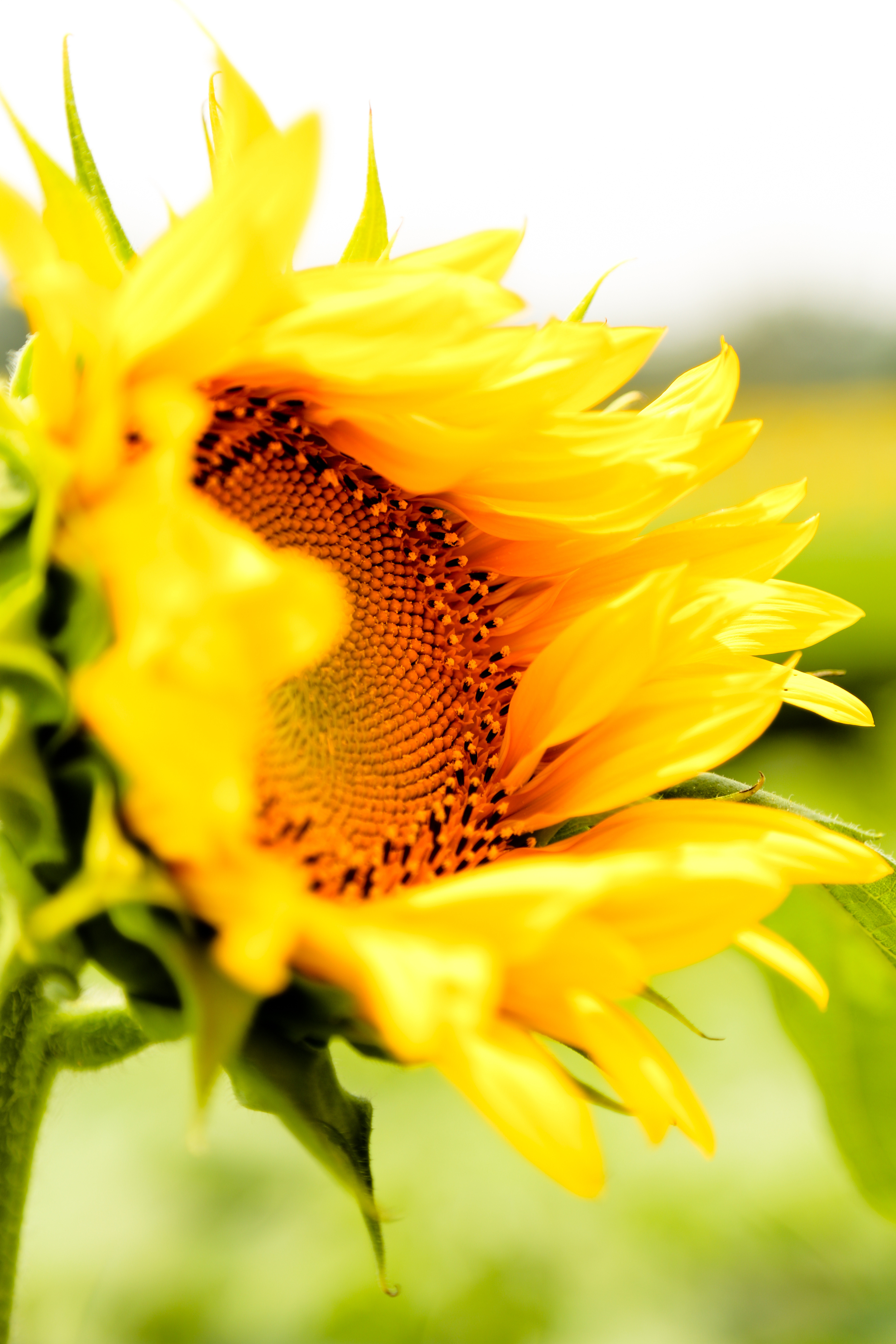 夏日的向日葵|摄影|风光摄影|明明日 - 原创作品 - 站酷 (zcool)