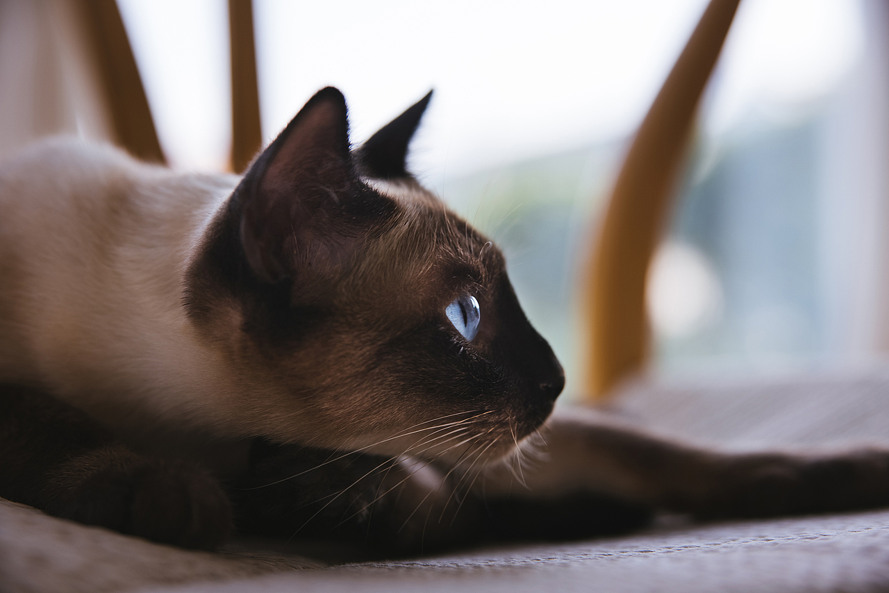 使用佳能EOS R5解锁更多猫咪姿势(图ZMjIyNDgxNTcy) - 宠物摄影 - 站酷设计师克查原创素材 - 站酷ZCOOL