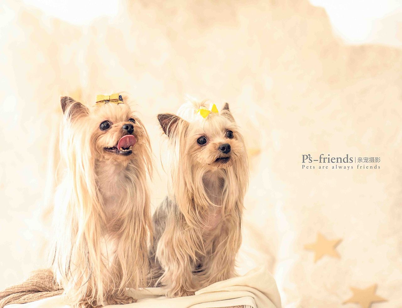 春秋冬夏十几载（图ZMTUxNDI4MTUy） - 宠物摄影 - 站酷设计师PS亲宠摄影原创素材 - 站酷ZCOOL