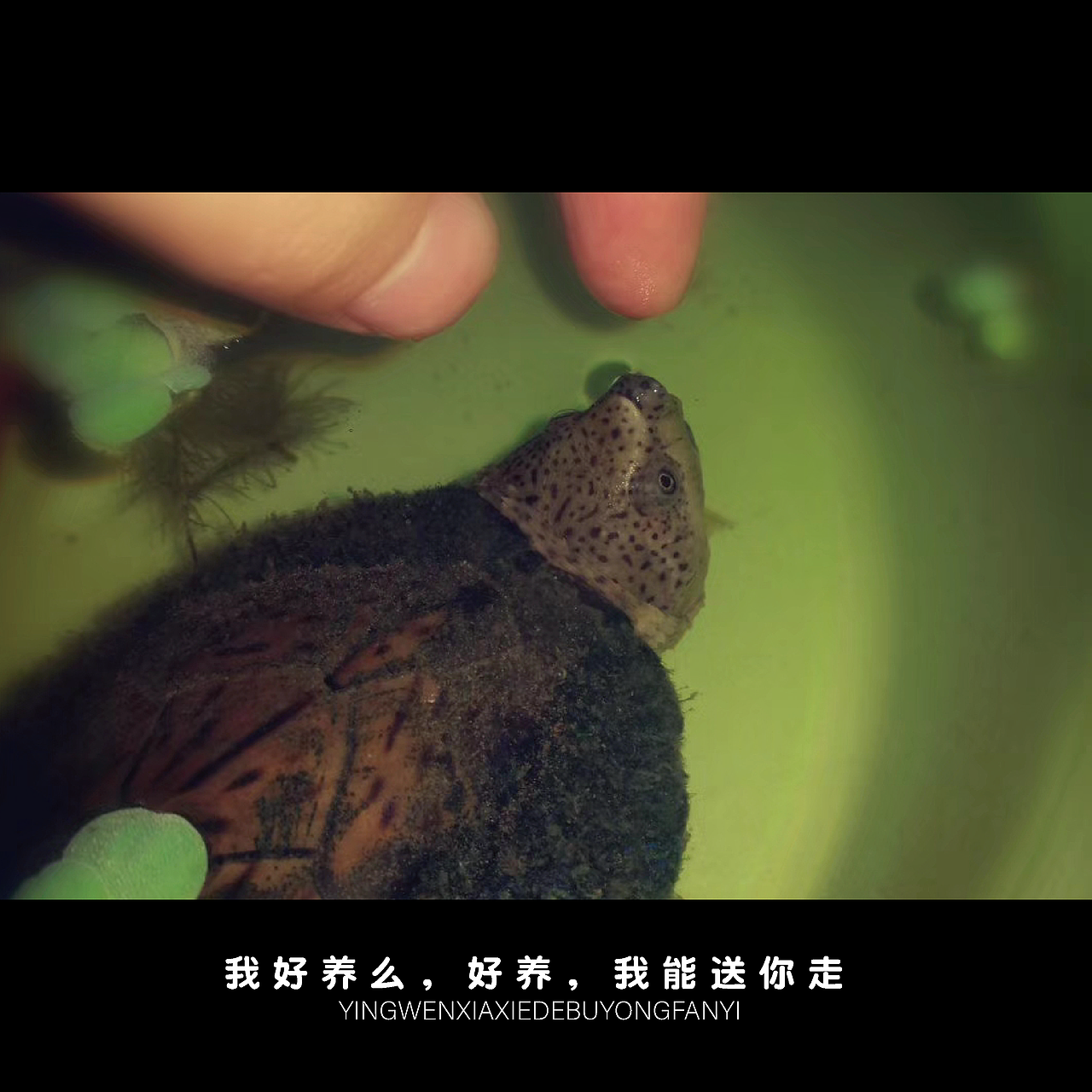 贵在真实（图ZMjE1NDMyMjIw） - 其他 - 站酷设计师派大星的回合抽牌原创素材 - 站酷ZCOOL
