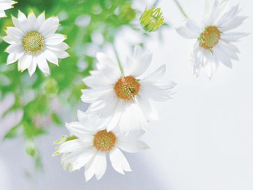 #一周花事#花店不开了,花继续开