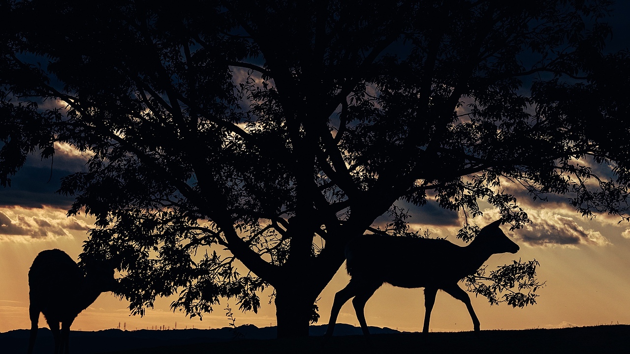 凝视大千世界，这个世界也温暖着你（图ZMjMxNTU5NDky） - 人文/纪实摄影 - 站酷设计师拾光朝圣者原创素材 - 站酷ZCOOL