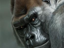 一個(gè)猩猩的繪畫(huà)過(guò)程