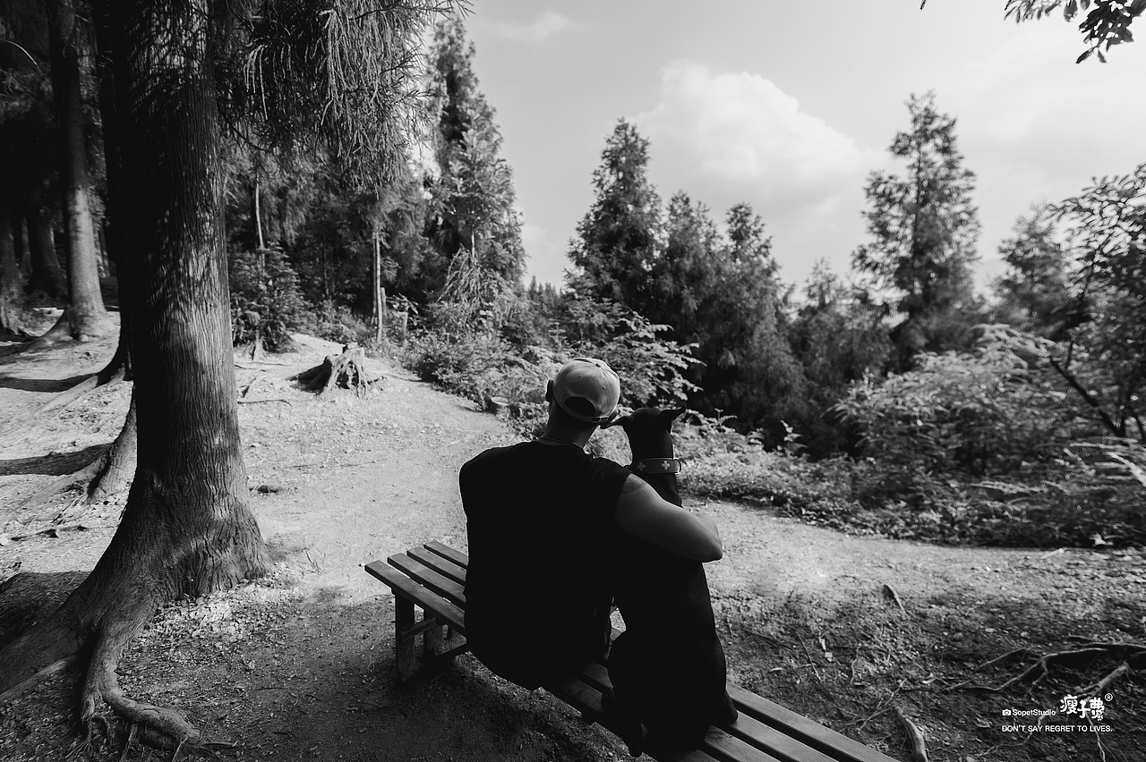 杜宾犬（图ZMzc1NjgwODQw） - 宠物摄影 - 站酷设计师宠物摄影师瘦子费原创素材 - 站酷ZCOOL