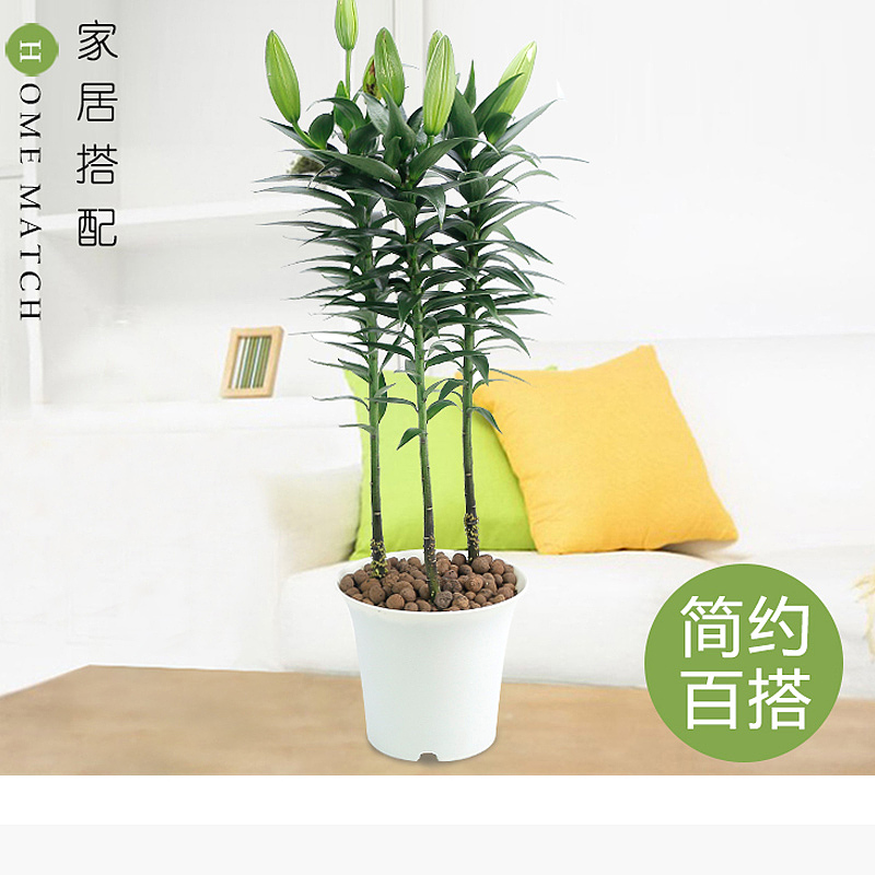 2018花卉园艺主图