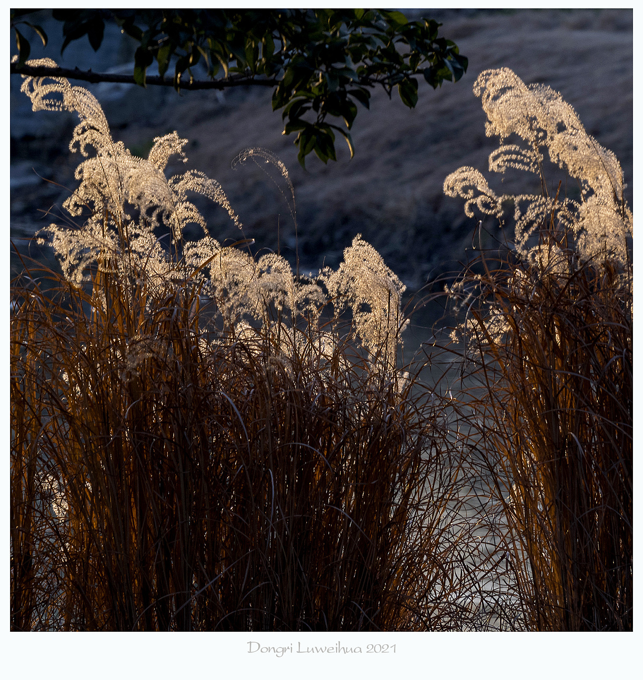 【冬日芦苇花】|摄影|风光摄影|老陆逍遥 - 原创作品 - 站酷 (zcool)