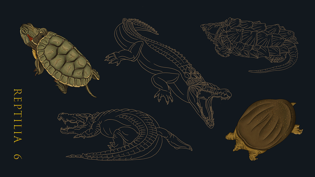 《野生保护动物名录》| 2020毕业设计