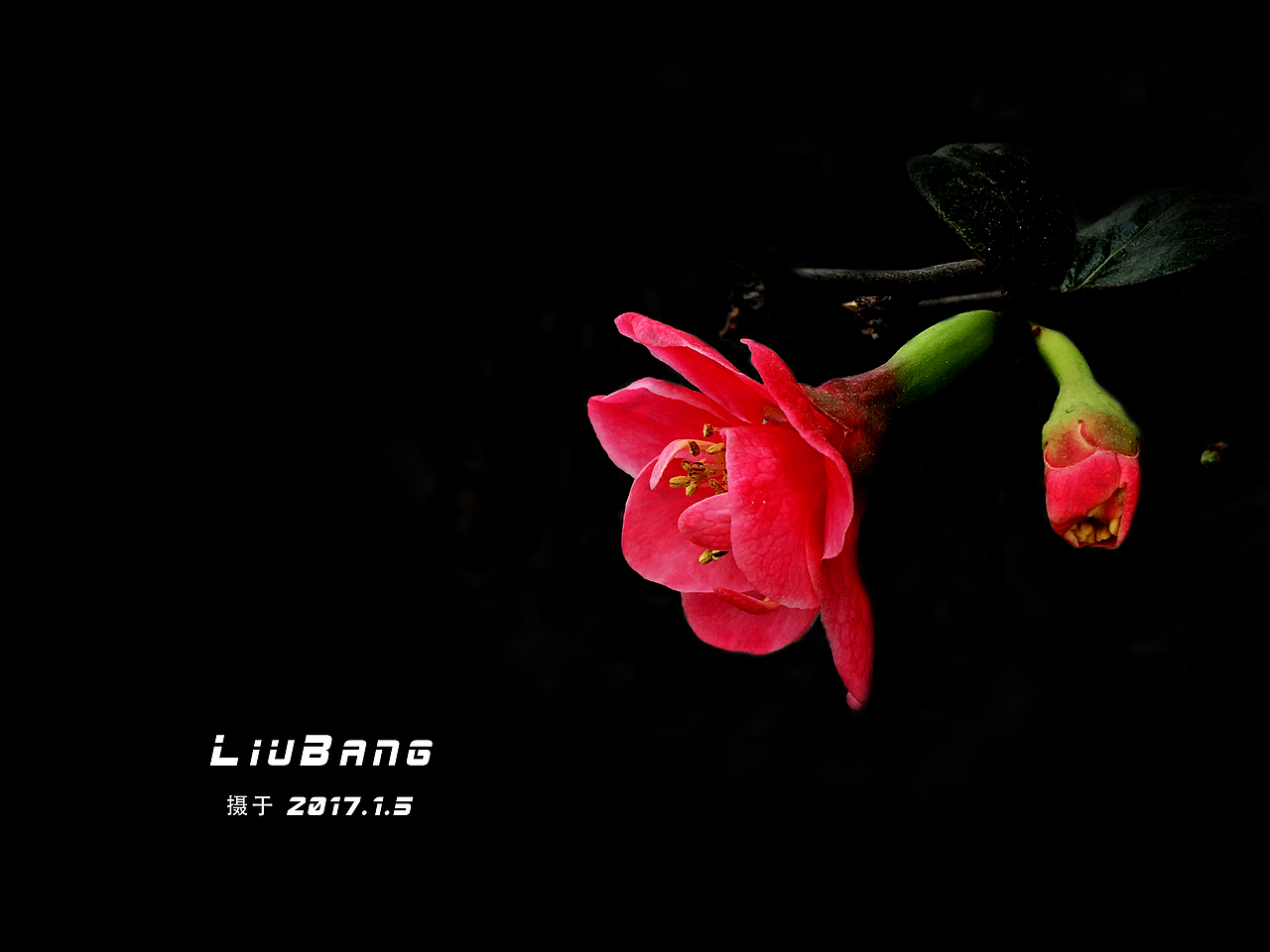 最美不过冬花朵朵香！（图ZNjgyMTQ4NDA=） - 产品摄影 - 站酷设计师Louie_Butch原创素材 - 站酷ZCOOL
