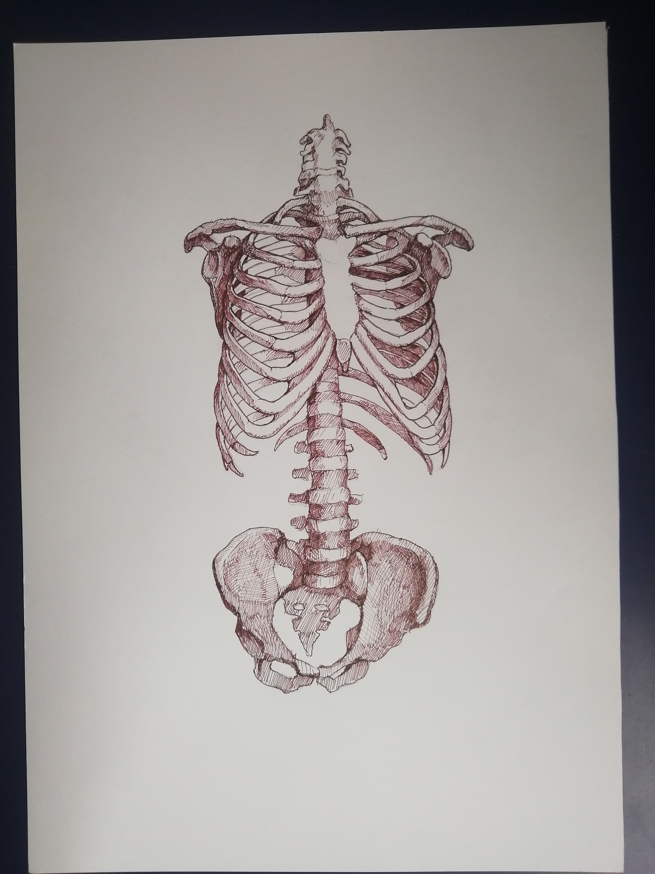 骨的构造画图图片