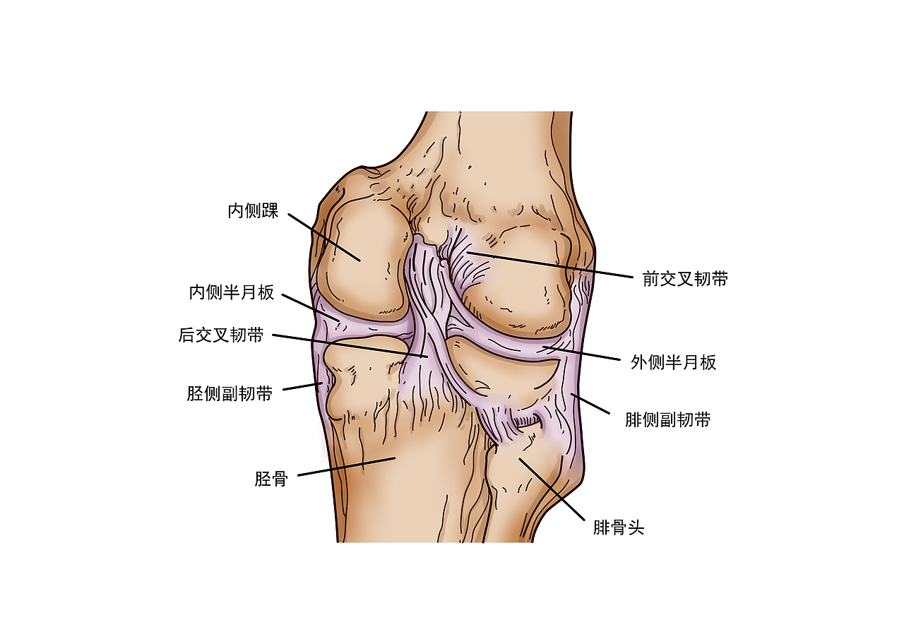 医学人体器官插图（图ZMjgxMjA4NzU2） - 绘本 - 站酷设计师柳织夏原创素材 - 站酷ZCOOL