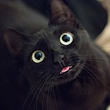 熊猫醒醒的头像