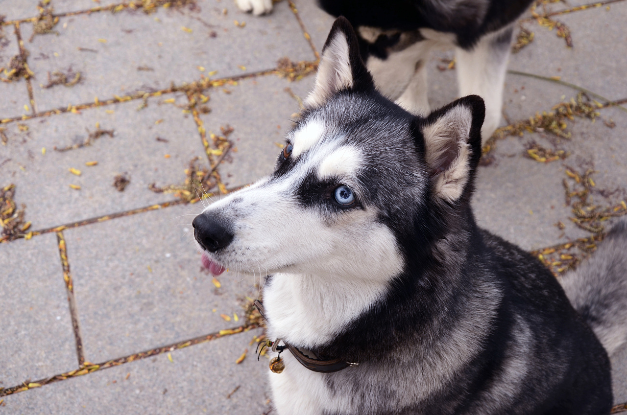 晒狗#雪地二傻,呆萌