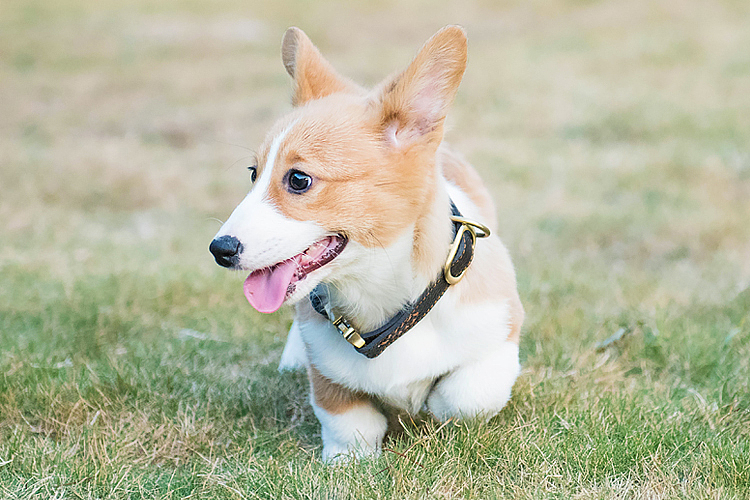 囧字眉的柯基也会笑