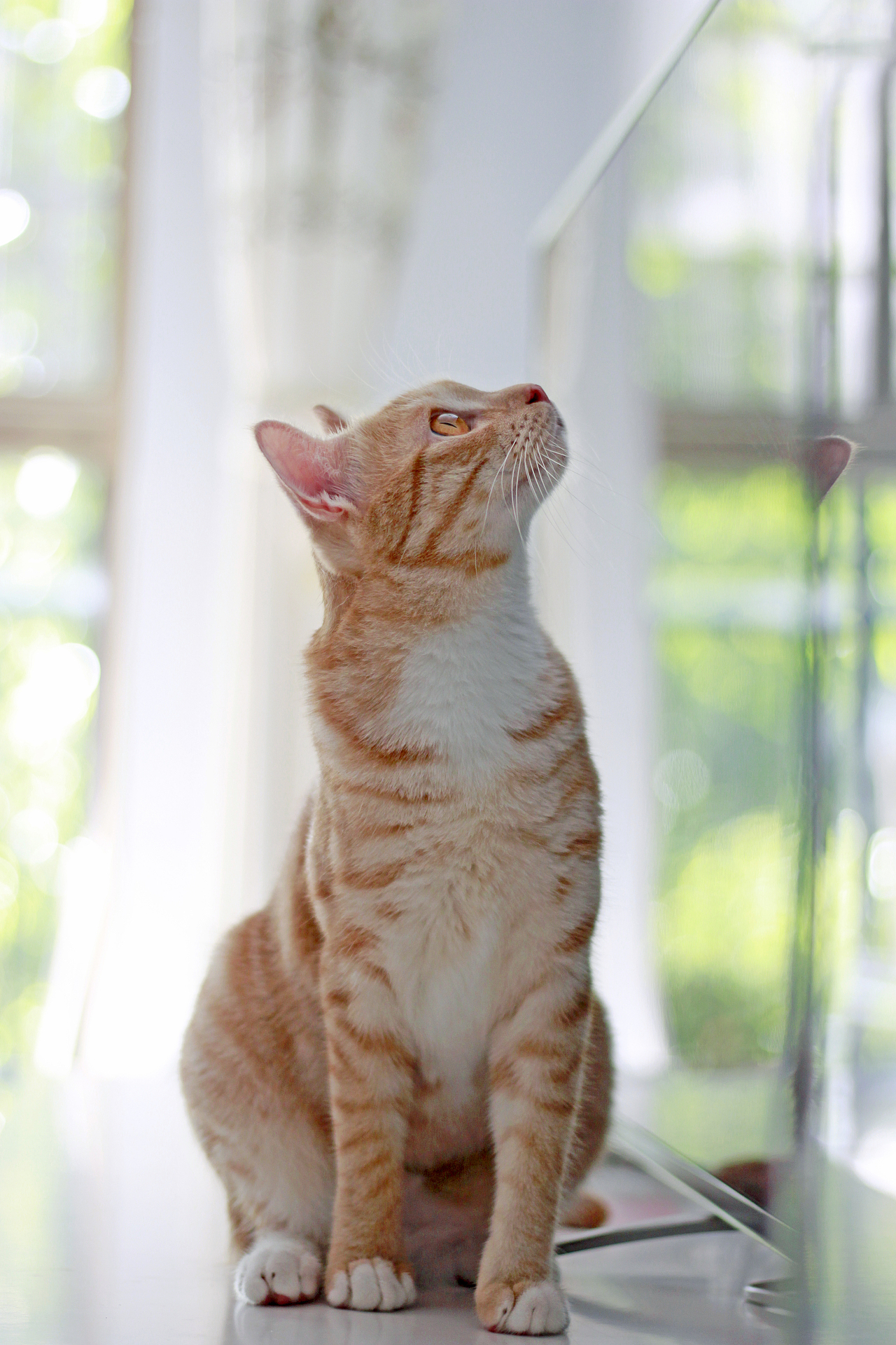 听说我要拍他,压箱底的动作都出来了,喵~