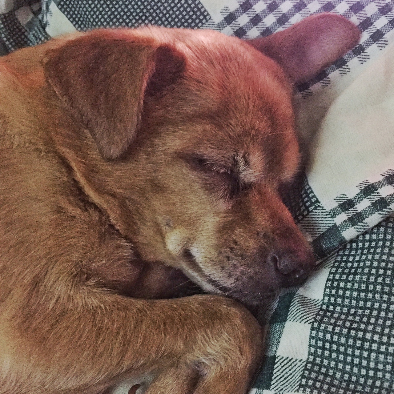 炫狗狂魔（图ZMTA1MDQ3ODY4） - 宠物摄影 - 站酷设计师NeverF原创素材 - 站酷ZCOOL