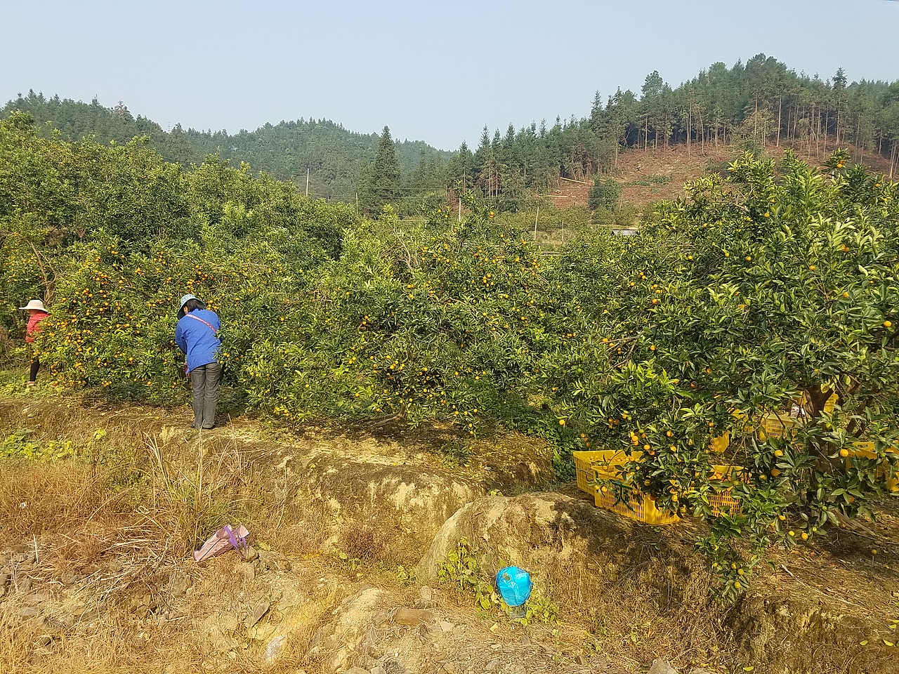 老男人果品融安金桔